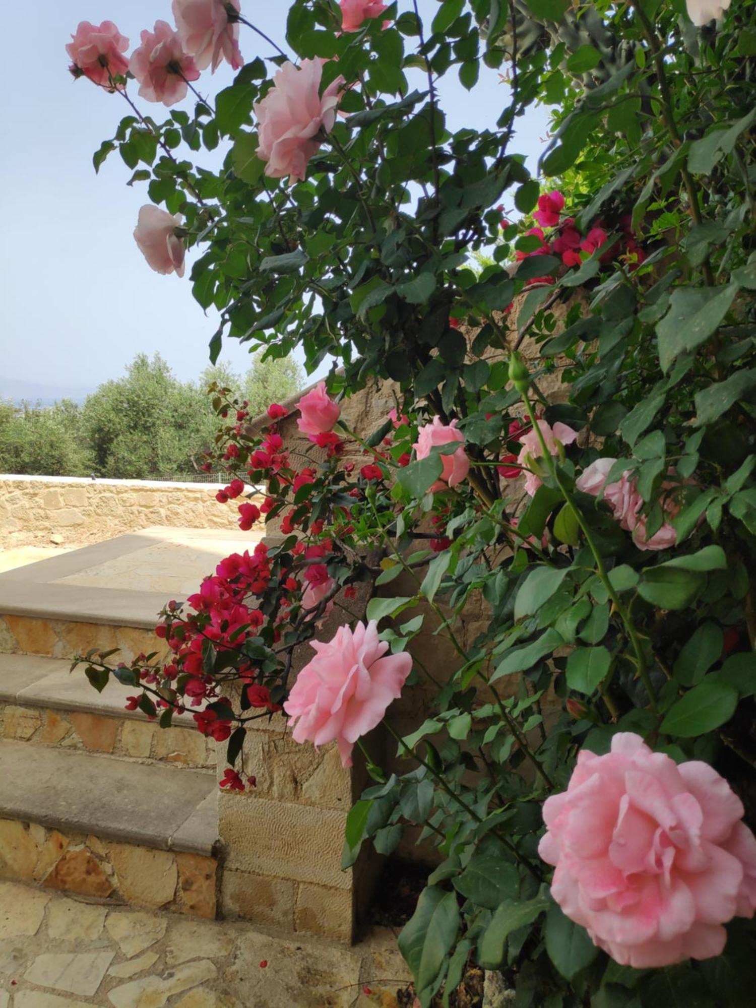 Xenia'S Countryside Guesthouse Agia Marina エクステリア 写真